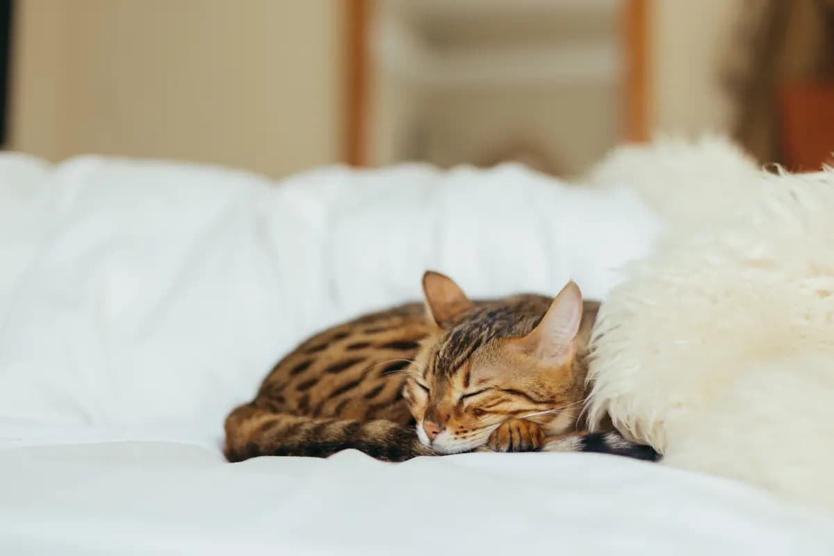 A tabby cat asleep on a soft white bed