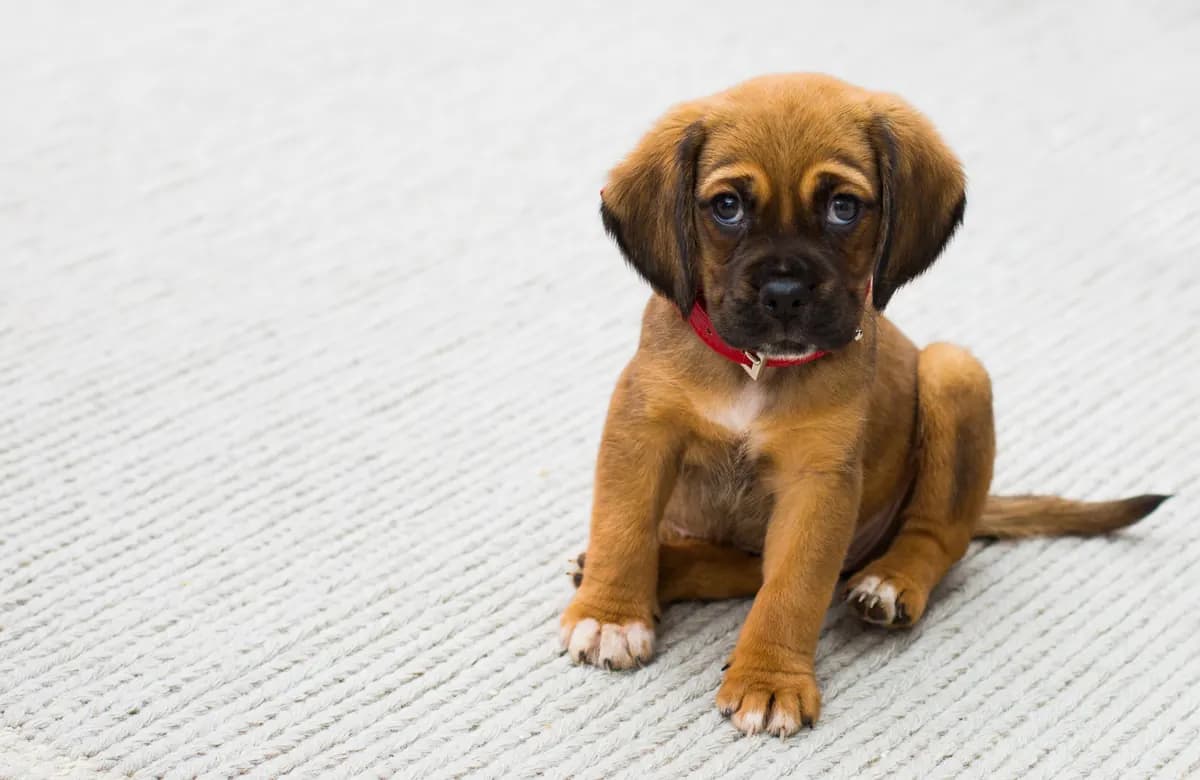 A brown puppy in a red collar sitting on a soft rug, waiting for dinner