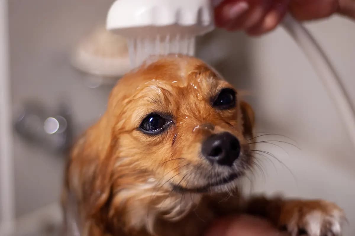 A small dog being rinsed under a gentle shower