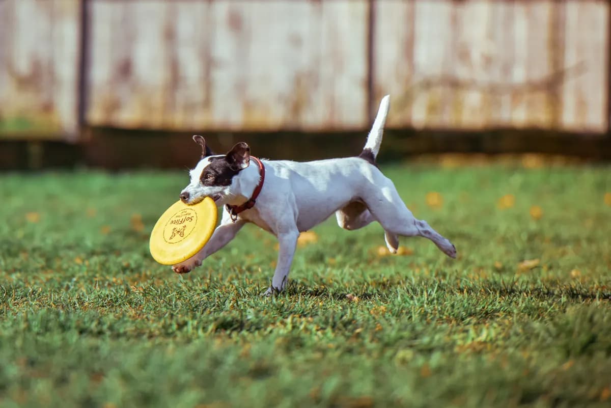 A terrier running across the grass with a yellow frisbee