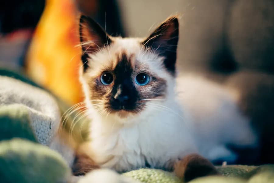 A blue-eyed Siamese kitten on a blanket