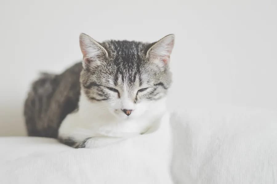 A tabby kitten dozing on a white blanket