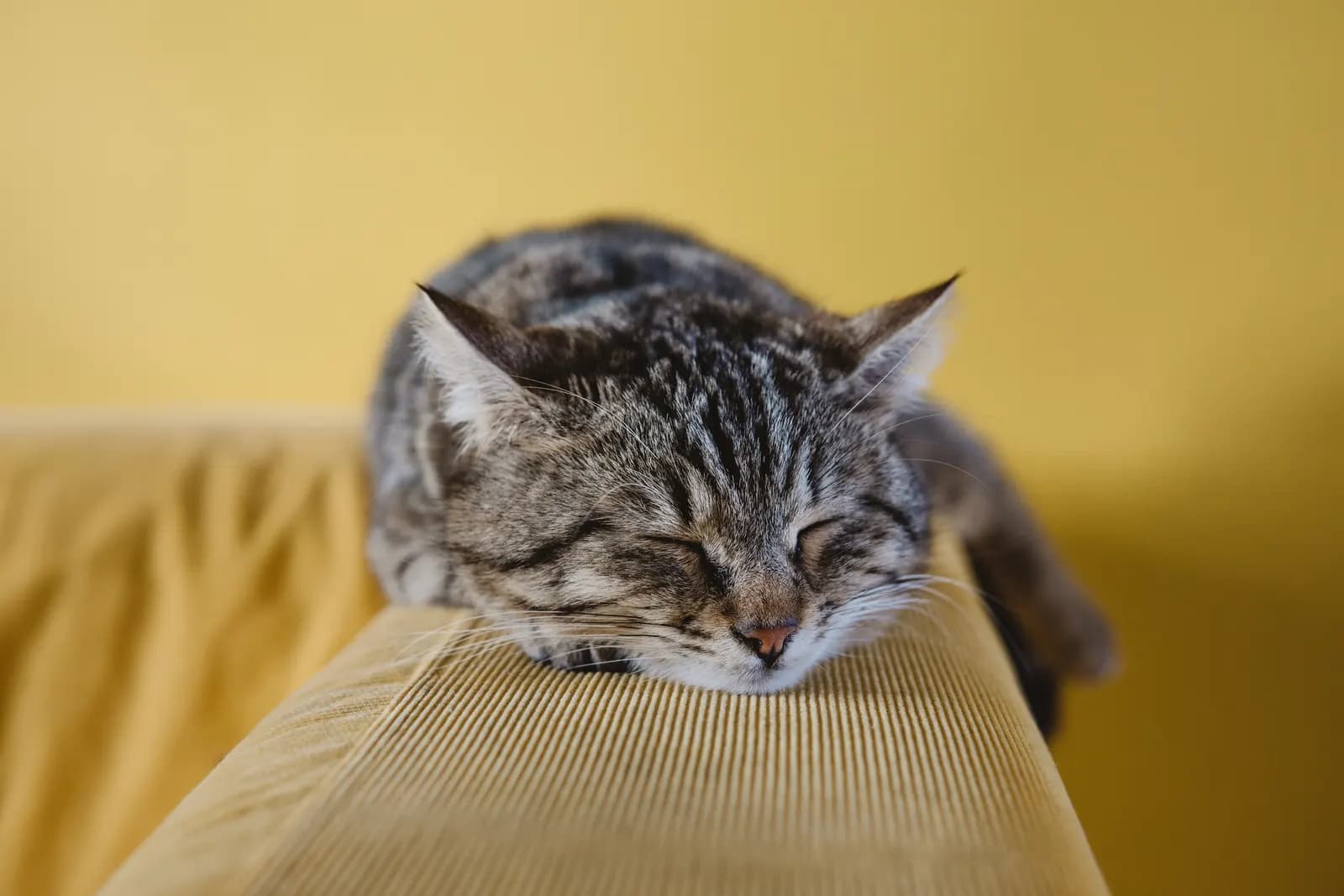 A tabby cat napping on the arm of a mustard yellow sofa