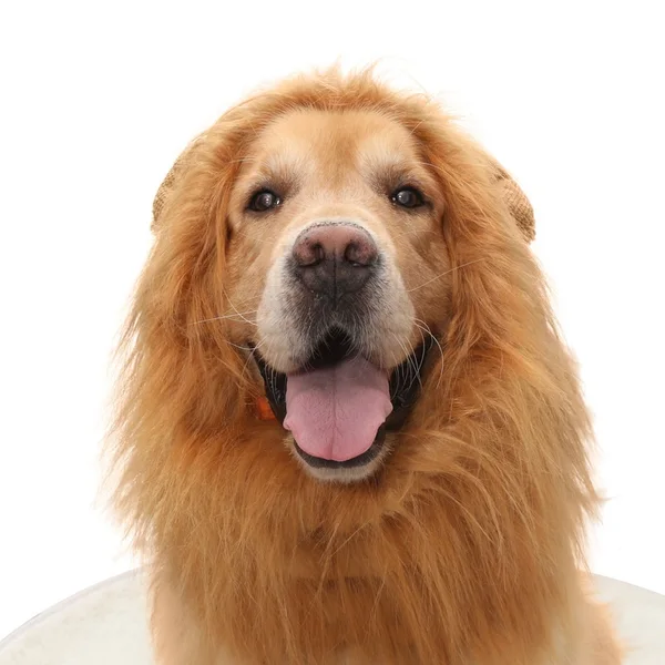 Lion Mane Wig for Dogs – Soft Plush Costume Hat
